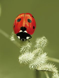 a lady bug sitting on top of a plant