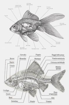 an image of fish labeled in spanish