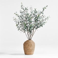 a plant in a wicker vase on a white background