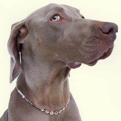 a close up of a dog wearing a collar with beads on it's neck