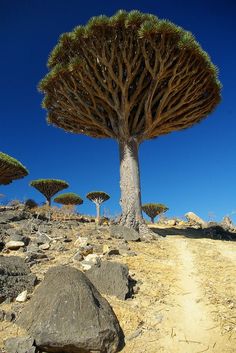 a group of trees that are standing in the dirt near some rocks and gravel on a sunny day