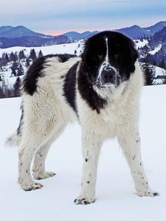 a large black and white dog standing on top of a snow covered field with mountains in the background