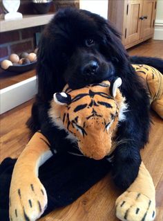 a dog holding a stuffed animal in its mouth