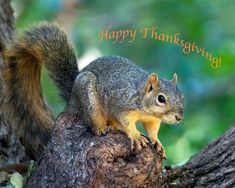 a squirrel sitting on top of a tree branch with the words happy thanksgiving written below it