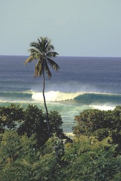 a palm tree on the beach with waves in the background