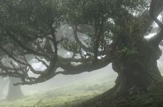 two large trees with moss growing on them in the foggy forest, one tree has its trunk hanging down