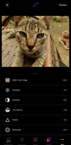 a cat sitting on top of a wooden bench