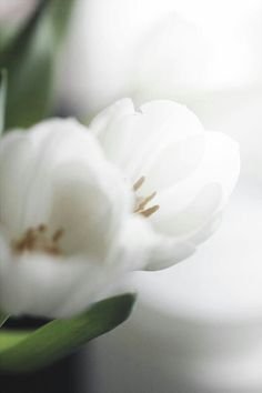 two white flowers with green stems in the foreground