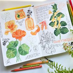 an open sketchbook with flowers and plants in it next to colored pencils on a table