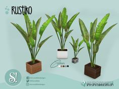 three potted plants are shown in this graphic