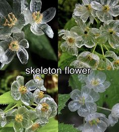 four different pictures of flowers with the words skeleton flower written in white and yellow on them