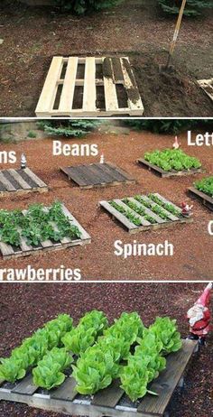 the different stages of growing lettuce in an open area with wooden pallets