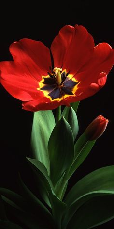 two red flowers with green leaves in front of a black background and one yellow flower