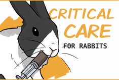 How To Make Critical Care Rabbit Formula For Emergencies Rabbit Information, Fluffy Bunnies, Pet Rabbit Care, Raising Rabbits, Pet Bunny Rabbits, Bunny Care, Rabbit Care, A Vet, Emergency Care