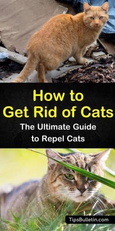 the ultimate guide to how to get rid of cats for reptiles and other pets