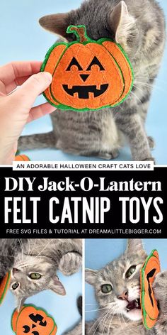 an adorable jack o'lantern felt cat toy is featured in this halloween photo collage