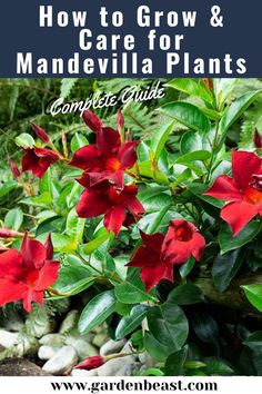 red flowers with green leaves and text overlay how to grow & care for mandevilla plants