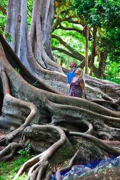 a man and woman standing in the middle of a forest with huge tree roots on both sides