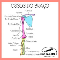 the anatomy of an ossoa and its major bones, including the head, neck,