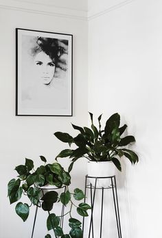 there is a plant in the corner next to two stools with plants on them