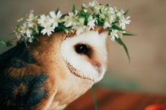 an owl wearing a flower crown on its head