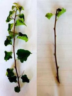 two pictures of leaves on the left and right side of a branch with green leaves on it