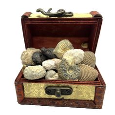 an old wooden box filled with rocks and clamshells on a white background