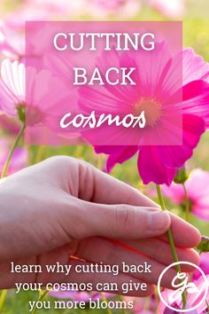 pink flowers with text that reads cutting back cosmos learn why cutting back your cemos can give you more blooms