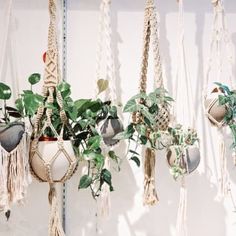 macrame plant hangers with plants in them hanging on a wall next to a window