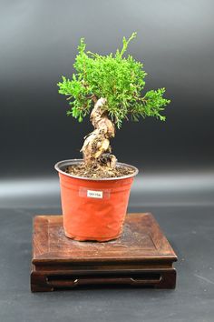 This House Plants item by ZenbonsaiShop has 5 favorites from Etsy shoppers. Ships from Suwanee, GA. Listed on Sep 9, 2024