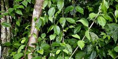 some very pretty green plants and trees in the woods with leaves on it's branches