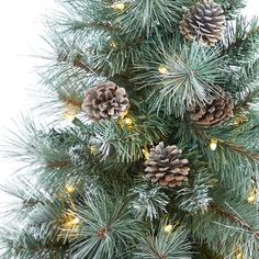 a pine tree with cones and lights on it