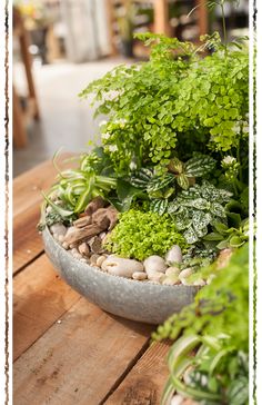 a bowl filled with lots of green plants on top of a wooden table next to rocks