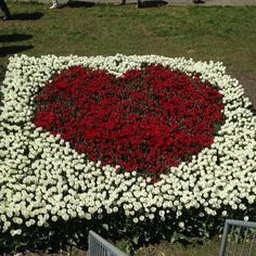 a heart shaped flower bed with white and red flowers in the shape of a heart