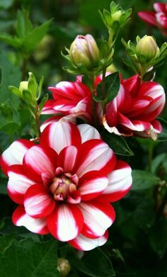 red and white flowers with green leaves in the background