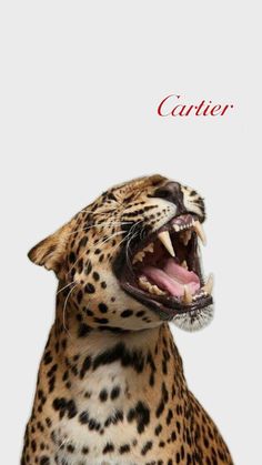 a cheetah with its mouth open and the words cather written above it