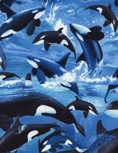 a group of orca whales swimming in the ocean