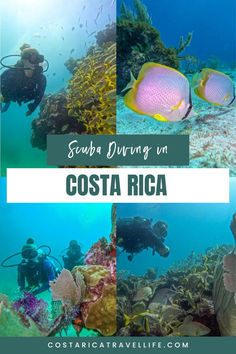 Dive into the underwater paradise of Costa Rica! Explore the top scuba diving sites, vibrant marine life, and tips for an unforgettable adventure. Bull Shark, Santa Catalina