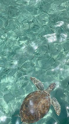 a sea turtle swimming in clear blue water