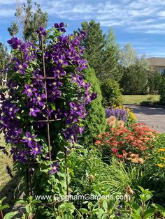 purple flowers growing in the middle of a garden