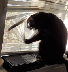 a black cat sitting on top of a window sill next to a laptop computer