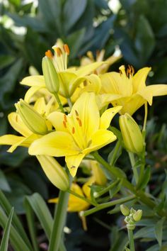 yellow flowers with green leaves in the background