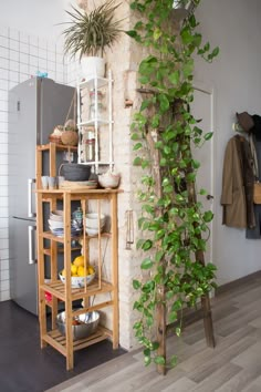 a kitchen with a plant growing on the wall next to a shelf filled with pots and pans