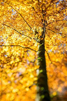 a tree with yellow leaves in the fall