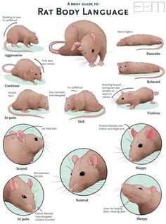 rat body language chart with instructions to learn how to use the rat's body