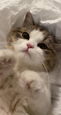 a white and gray cat laying on its back with it's paws stretched out