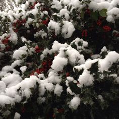 snow is covering the branches and berries on this holly bush, which has red berries in it