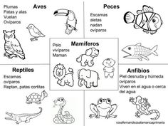 an animal family tree with animals and their names in spanish, including the names of each species