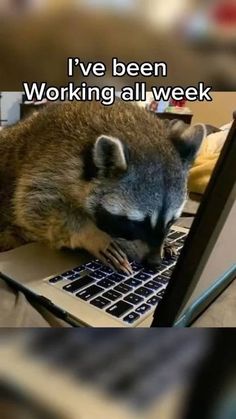 a raccoon is sleeping on top of a laptop keyboard with the caption i've been working all week