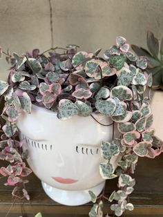 a white head with pink and green leaves on it's face is surrounded by succulents